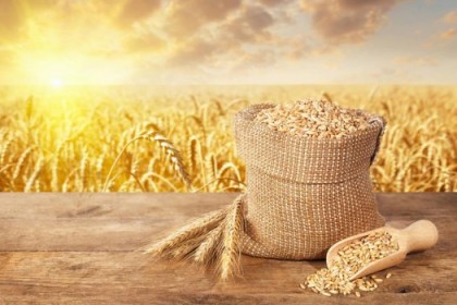 美国农业部小麦展望报告——2021年11月份刊中文版